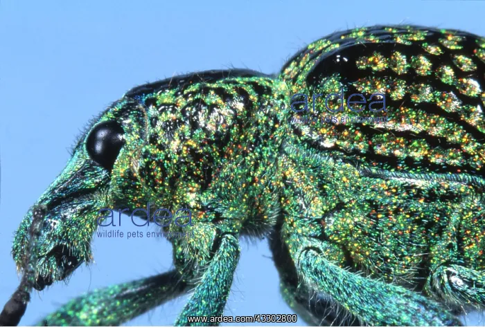 : WEEVIL - close-up head & thorax : WEEVIL - close-up head & thorax