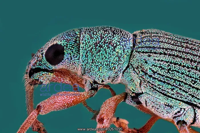 : Weevil (Curculionidae), macro photo, magnification : Weevil (Curculionidae), macro photo, magnification