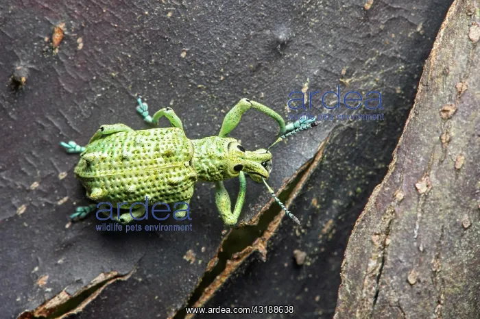 : Weevil (Curculionidae) on the smooth bark of a Capirona : Weevil (Curculionidae) on the smooth bark of a Capirona