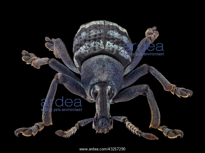 : Weevil, Eupholus magnificus (.75 across) : Weevil, Eupholus magnificus (.75 across)