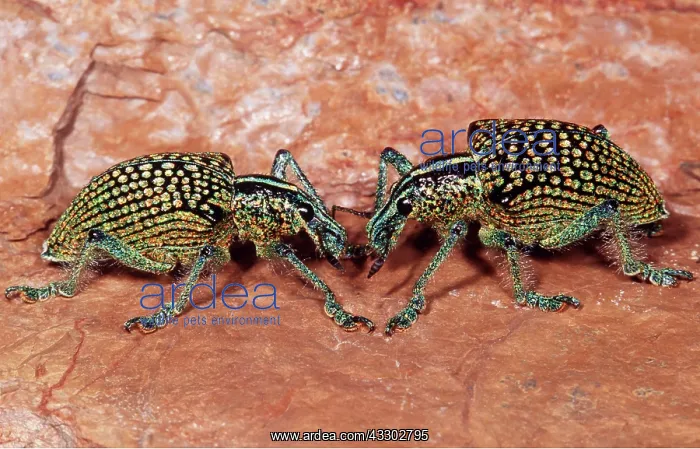 : WEEVIL - two fighting : WEEVIL - two fighting