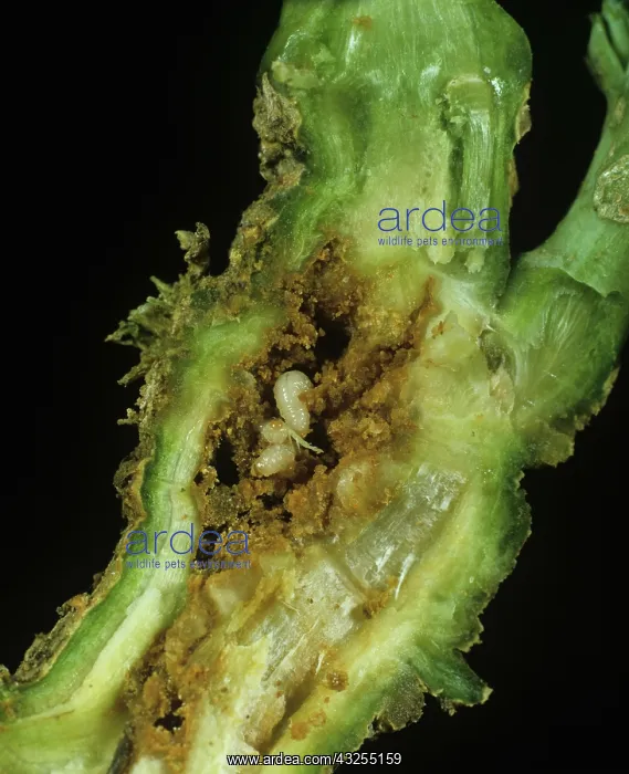 : Weevil larvae in oilseed rape stem : Weevil larvae in oilseed rape stem