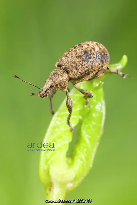 : Weevil - on leaf bud : Weevil - on leaf bud