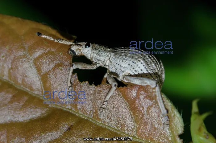 : Weevil - on leaf - Klungkung, Bali, Indonesia : Weevil - on leaf - Klungkung, Bali, Indonesia