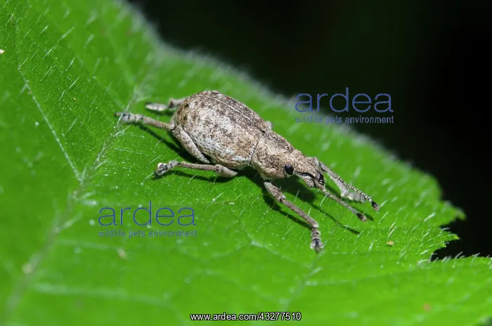  : Weevil on leaf - West Bali National Park, near Menjangan Isl