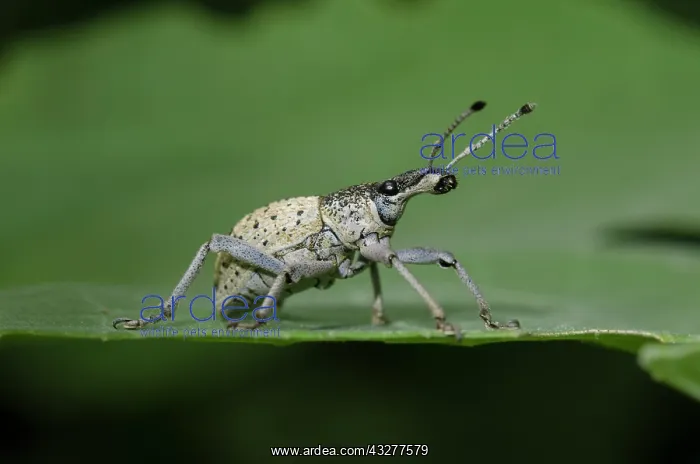 : Weevil on leaf - West Bali National Park, near Menjangan Isl : Weevil on leaf - West Bali National Park, near Menjangan Isl