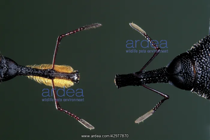 : Weevil - Male with a moustache, on the left, female : Weevil - Male with a moustache, on the left, female