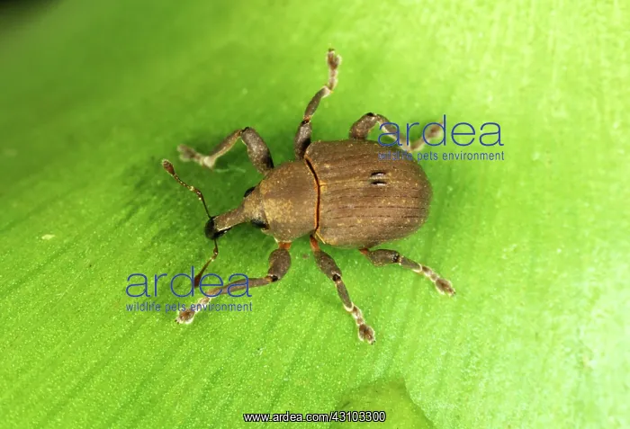 : Weevil (Neochetina eichorniae) : Weevil (Neochetina eichorniae)