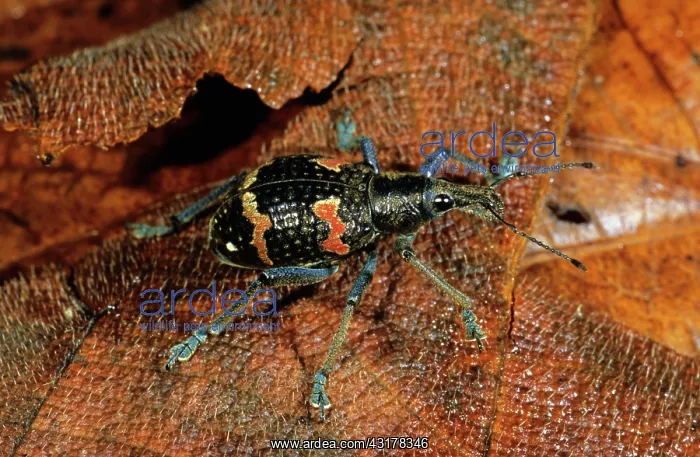 : Weevil, Papua New Guinea : Weevil, Papua New Guinea