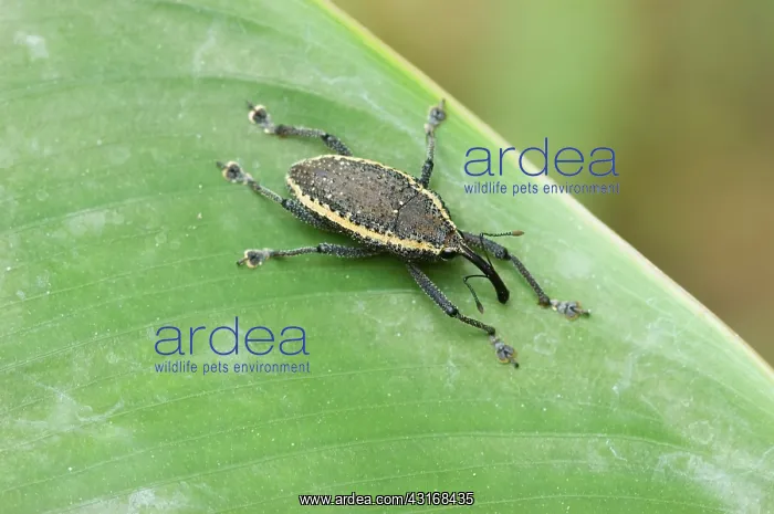 : Weevil, Peruvian Amazon : Weevil, Peruvian Amazon