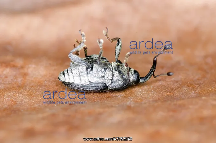 : Weevil Playing Dead : Weevil Playing Dead
