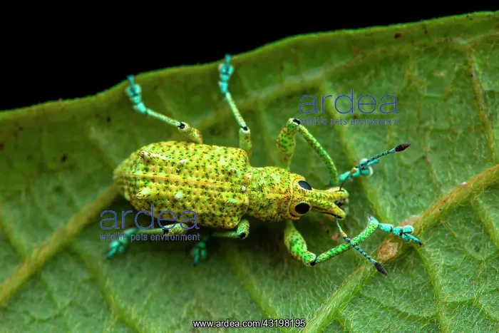: Weevil (Rhigus speciosus) on a leaf, Montagne de : Weevil (Rhigus speciosus) on a leaf, Montagne de