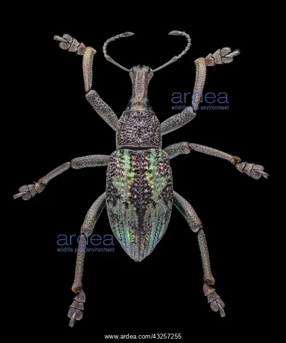 : Weevil, Rhinoscapha dohrni 1.5 from antennae to back toe : Weevil, Rhinoscapha dohrni 1.5 from antennae to back toe