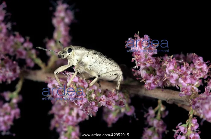 : Weevil - on Tamarisk (Tamaricaceae sp.) beetle : Weevil - on Tamarisk (Tamaricaceae sp.) beetle