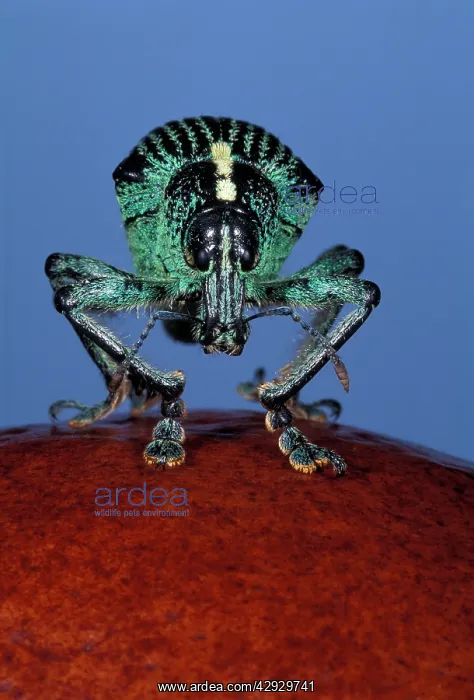  : Weevil - front view
