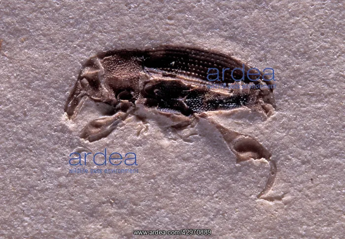 : Weeviln Fossil - fossil of an unidentified weevil : Weeviln Fossil - fossil of an unidentified weevil