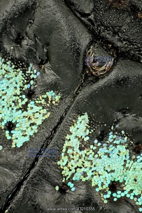 : These weevils are among the most colorfull ones : These weevils are among the most colorfull ones