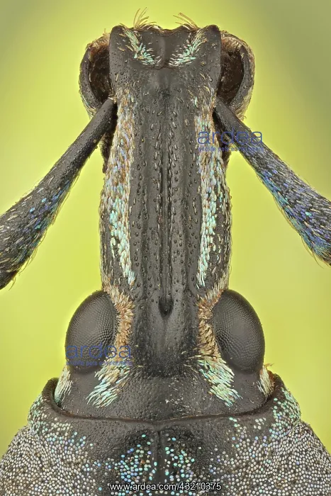 : These weevils are among the most colorfull ones : These weevils are among the most colorfull ones