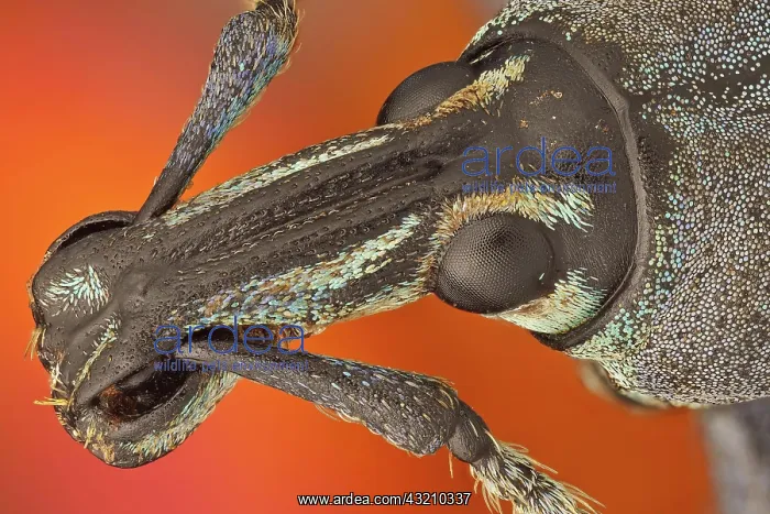 : These weevils are among the most colorfull ones in the world : These weevils are among the most colorfull ones in the world