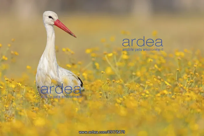  : WeiBstorch, White Stork, Ciconia ciconia
