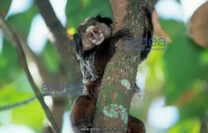 : Weid's black-tufted-ear / WeidIs Marmoset - hugging tree : Weid's black-tufted-ear / WeidIs Marmoset - hugging tree