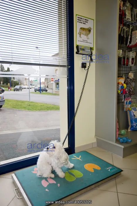 : Weighing a Bichon Maltese in a veterinary practice : Weighing a Bichon Maltese in a veterinary practice