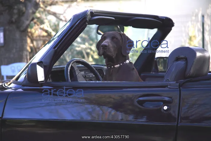 : Weimar Pointing Dog in a car France : Weimar Pointing Dog in a car France