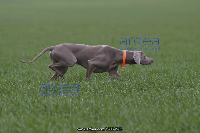 : Weimar Pointing Dog hunting in a field France : Weimar Pointing Dog hunting in a field France