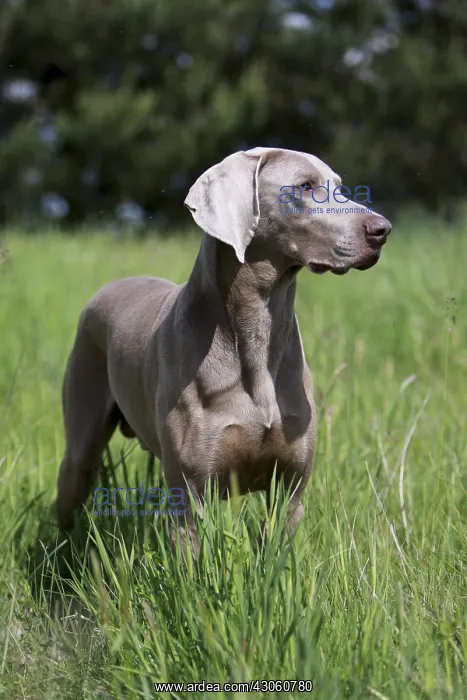: Weimar Pointing Dog standstill France : Weimar Pointing Dog standstill France