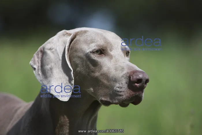 : Weimar Pointing Dog standstill France : Weimar Pointing Dog standstill France