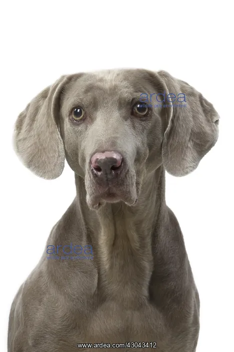  : Weimaraner dog