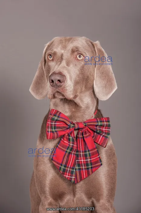 : Weimaraner dog, with a bow tied around its neck : Weimaraner dog, with a bow tied around its neck