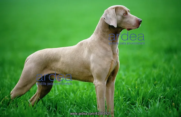 : WEIMARANER DOG / Braque de Weimer : WEIMARANER DOG / Braque de Weimer