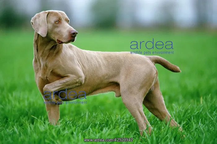 : WEIMARANER DOG / Braque de Weimer holding up front : WEIMARANER DOG / Braque de Weimer holding up front