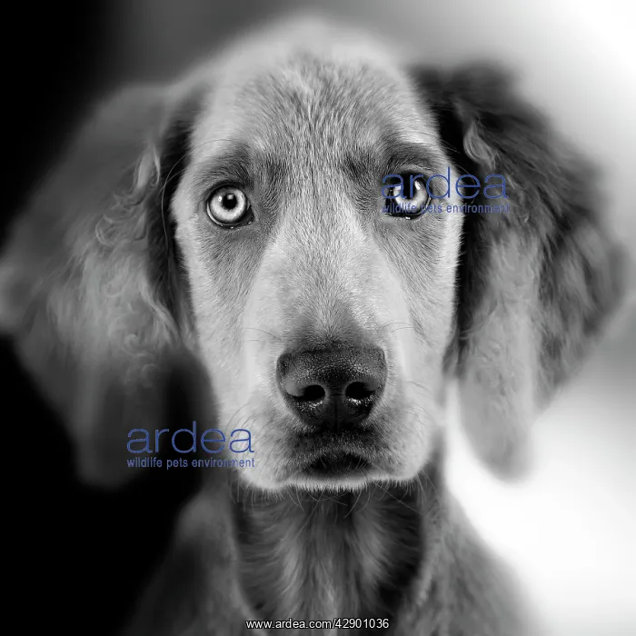 : Weimaraner Dog - close-up of face. Black and White : Weimaraner Dog - close-up of face. Black and White