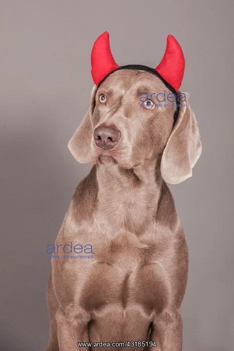 : Weimaraner dog as a devil : Weimaraner dog as a devil