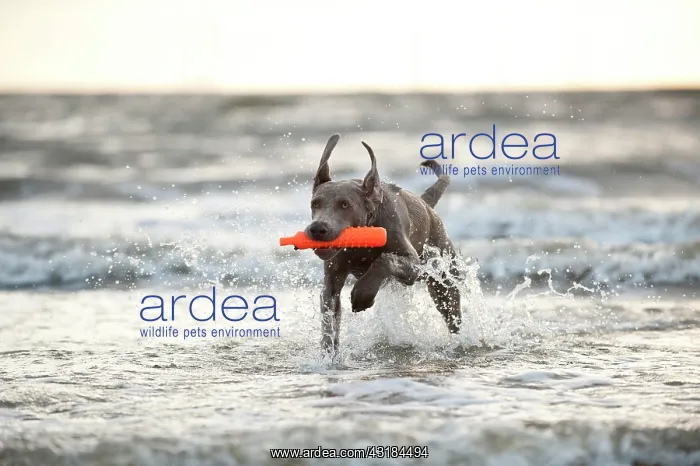 : Weimaraner dog fetching a toy out of the water : Weimaraner dog fetching a toy out of the water