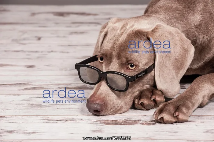 : Weimaraner dog with glasses, portrait : Weimaraner dog with glasses, portrait