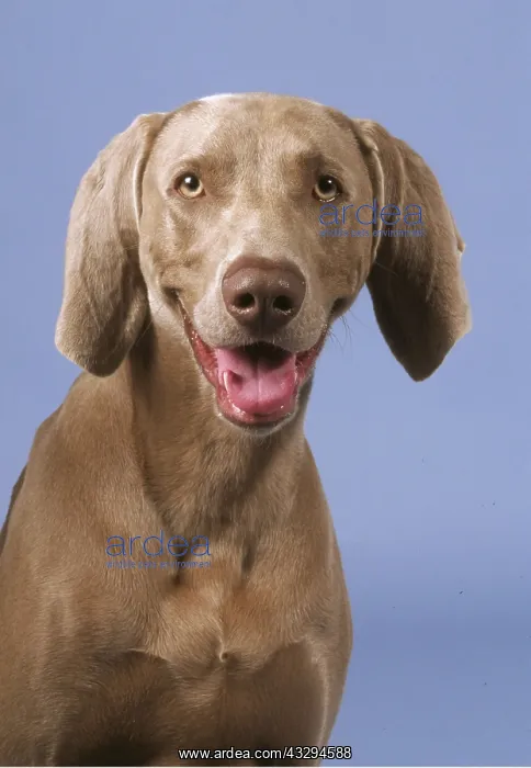 : Weimaraner DOG - head close-up, studio shot : Weimaraner DOG - head close-up, studio shot