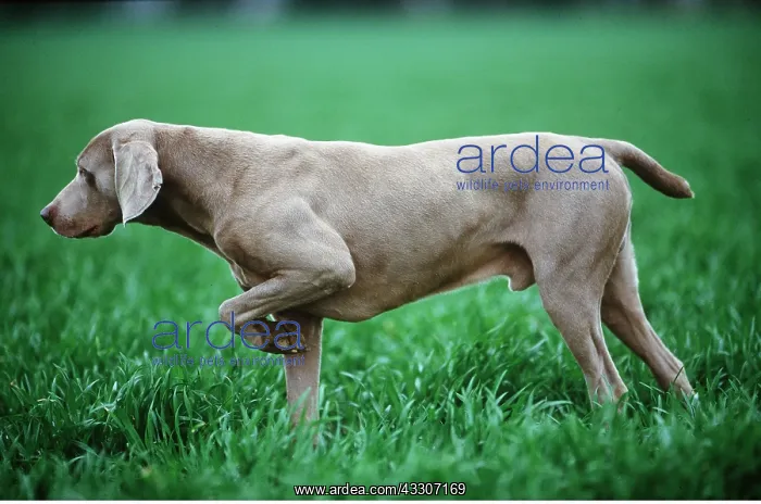 : WEIMARANER DOG - holds up leg : WEIMARANER DOG - holds up leg