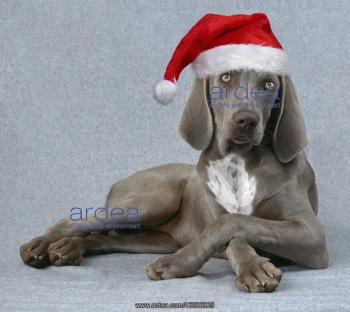 : Weimaraner Dog - Lying with legs crossed wearing : Weimaraner Dog - Lying with legs crossed wearing