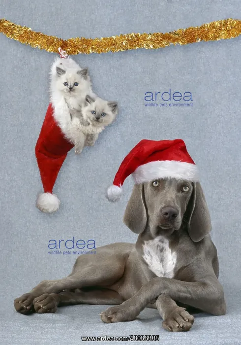 : Weimaraner Dog - Lying with legs crossed wearing : Weimaraner Dog - Lying with legs crossed wearing