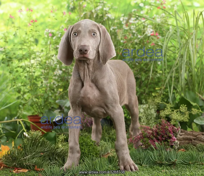 : Weimaraner dog outdoors in the garden : Weimaraner dog outdoors in the garden