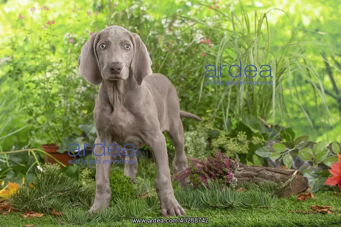 : Weimaraner dog outdoors in the garden : Weimaraner dog outdoors in the garden