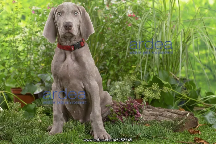 : Weimaraner dog outdoors in the garden : Weimaraner dog outdoors in the garden