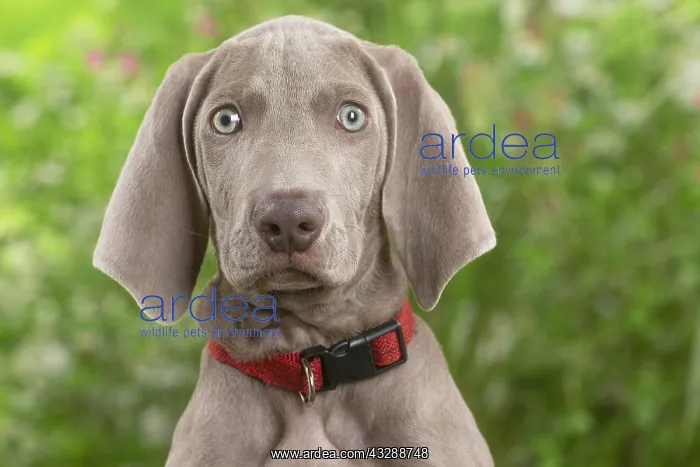 : Weimaraner dog outdoors in the garden : Weimaraner dog outdoors in the garden