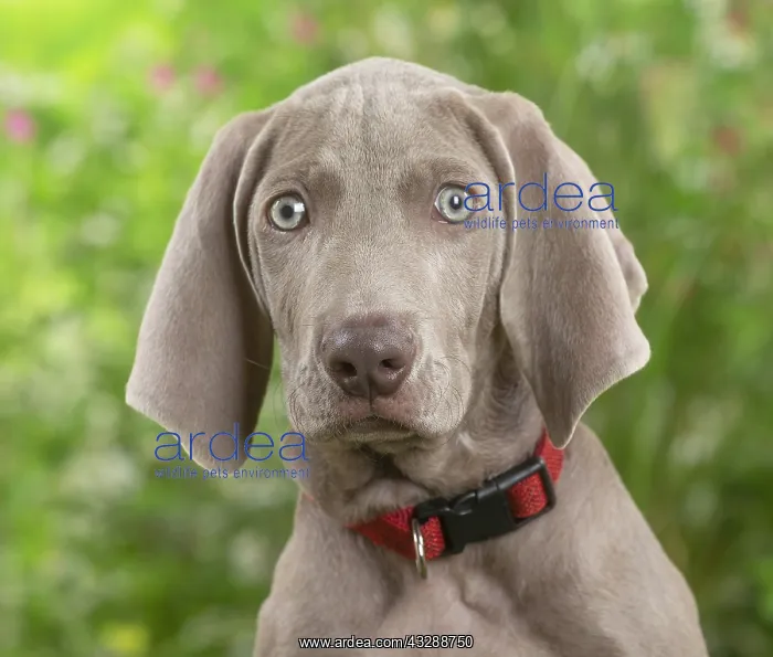 : Weimaraner dog outdoors in the garden : Weimaraner dog outdoors in the garden
