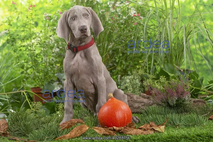 : Weimaraner dog outdoors in the garden : Weimaraner dog outdoors in the garden