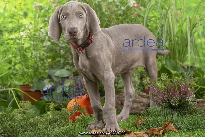  : Weimaraner dog outdoors in the garden
