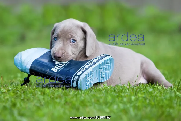 : Weimaraner dog, puppy, playing with a rubber boot : Weimaraner dog, puppy, playing with a rubber boot